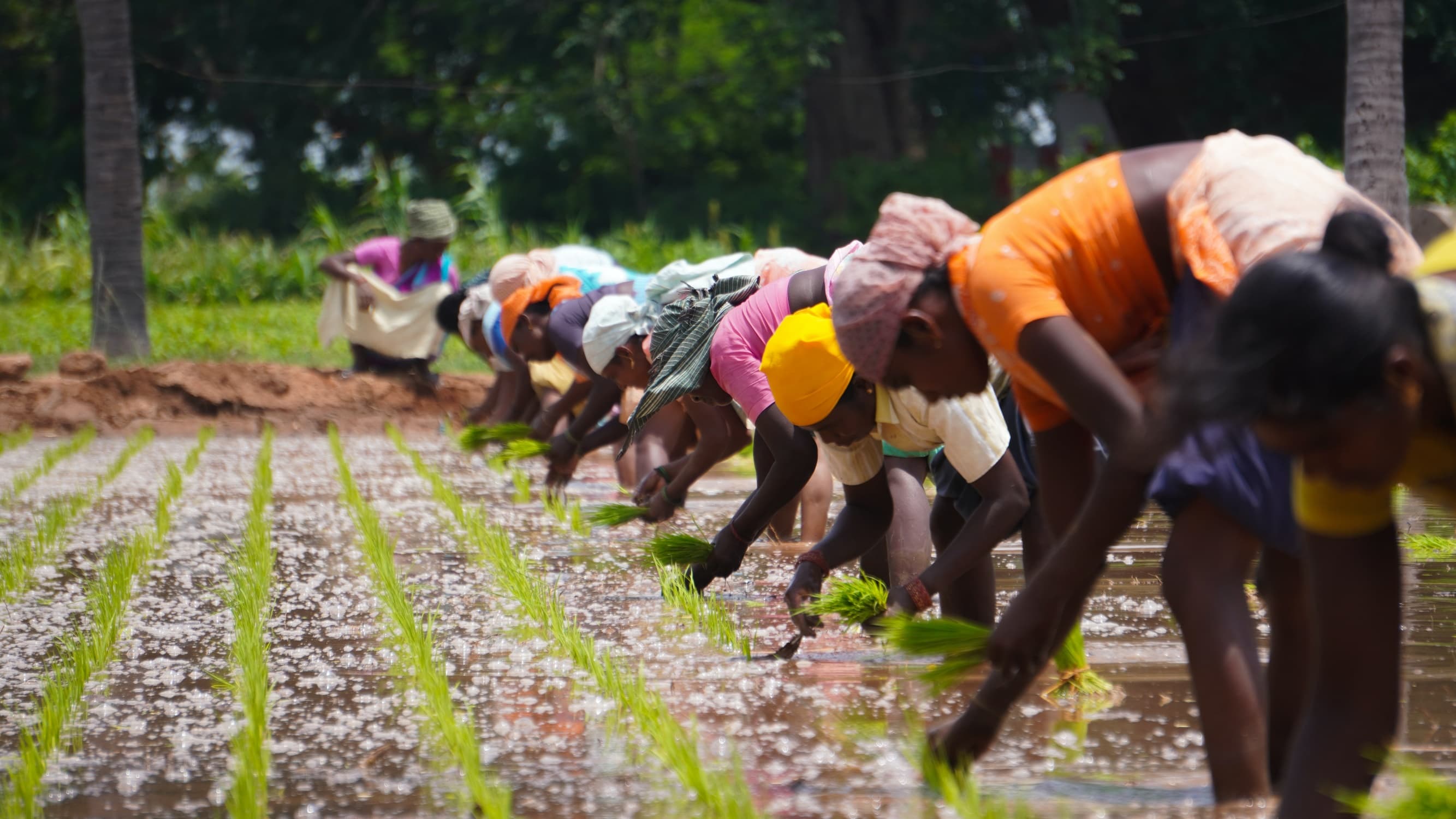Indian farmers