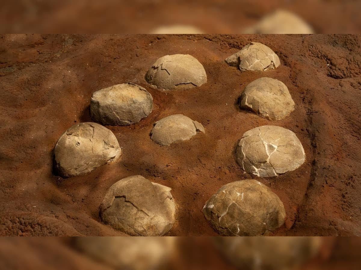 Dinosaur Eggs