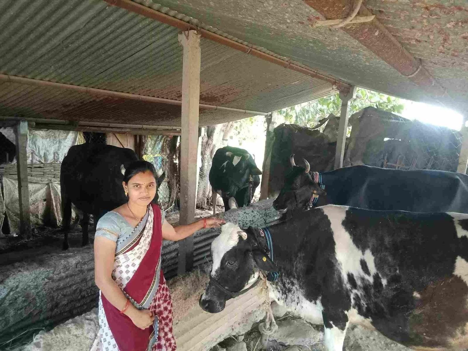 Modernizing Dairy Farming in Maharashtra