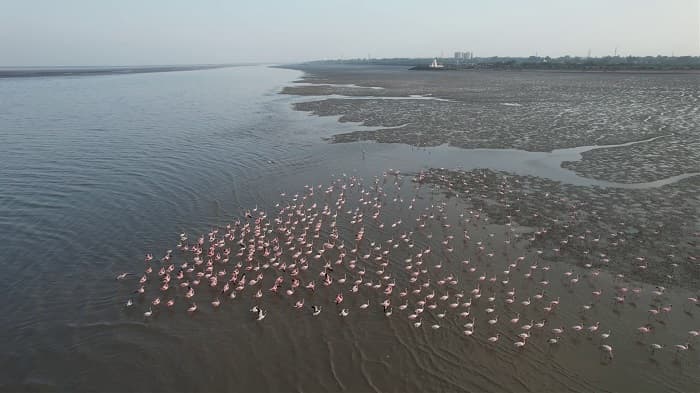 ડુમસના દરિયાકાંઠે જોવા મળ્યા સુરખાબ