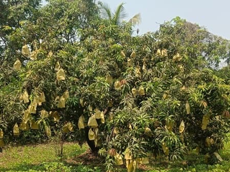 આંબાવાડીમાં લાગેલી કેરી