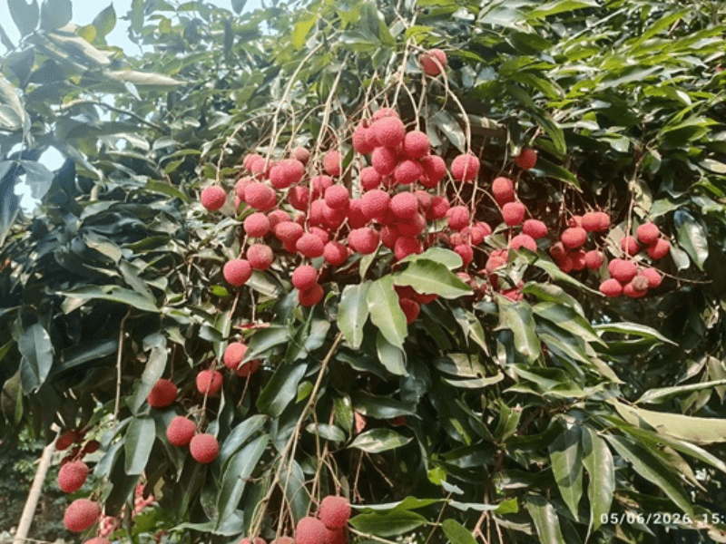 APEDA की पहल से खुला वैश्विक बाजार का नया रास्ता।