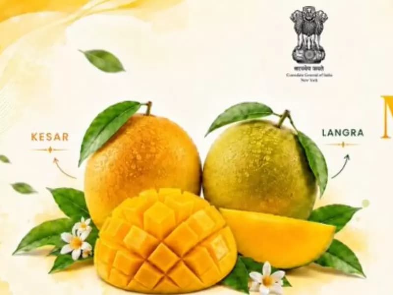 Indian Mango Festival
