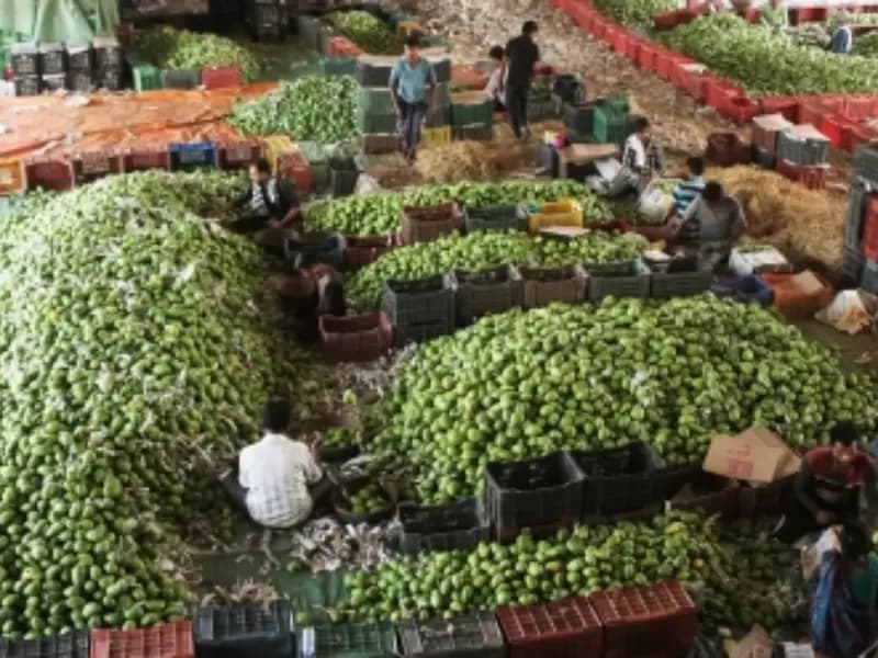 Banganapalle mangoes sourced from Andhra Pradesh were exported to Singapore