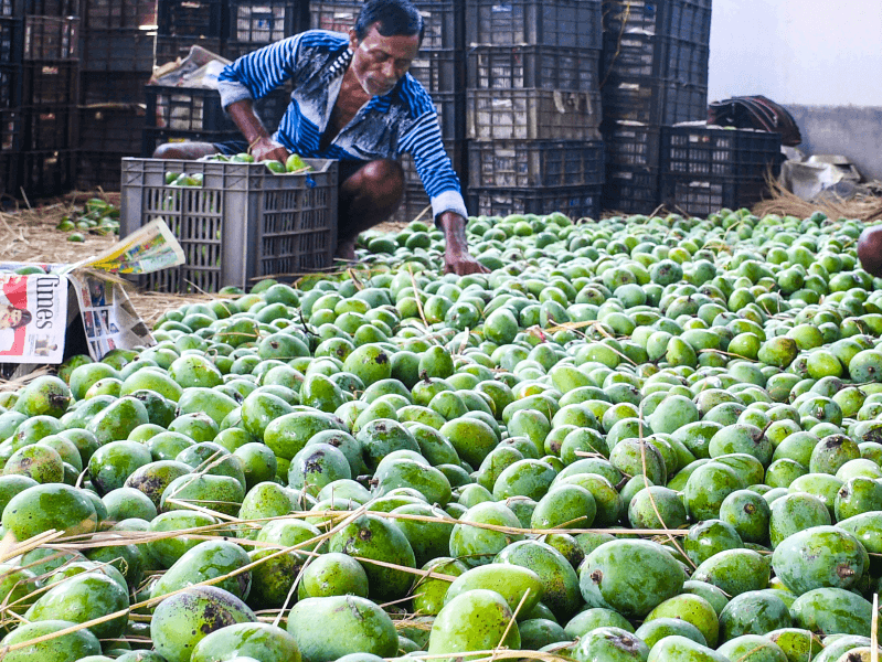 Raw mangoes are sorted at a wholesale market for dispatch to retailers in Shantipur, Nadia district, on Saturday, May 2, 2026