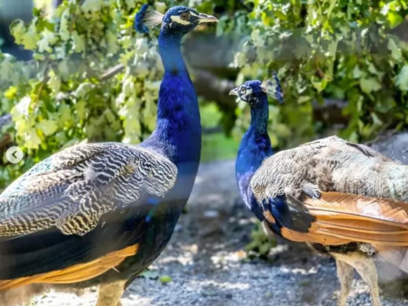Five peacocks gifted by India to UN arrive at Ariana Park in Geneva