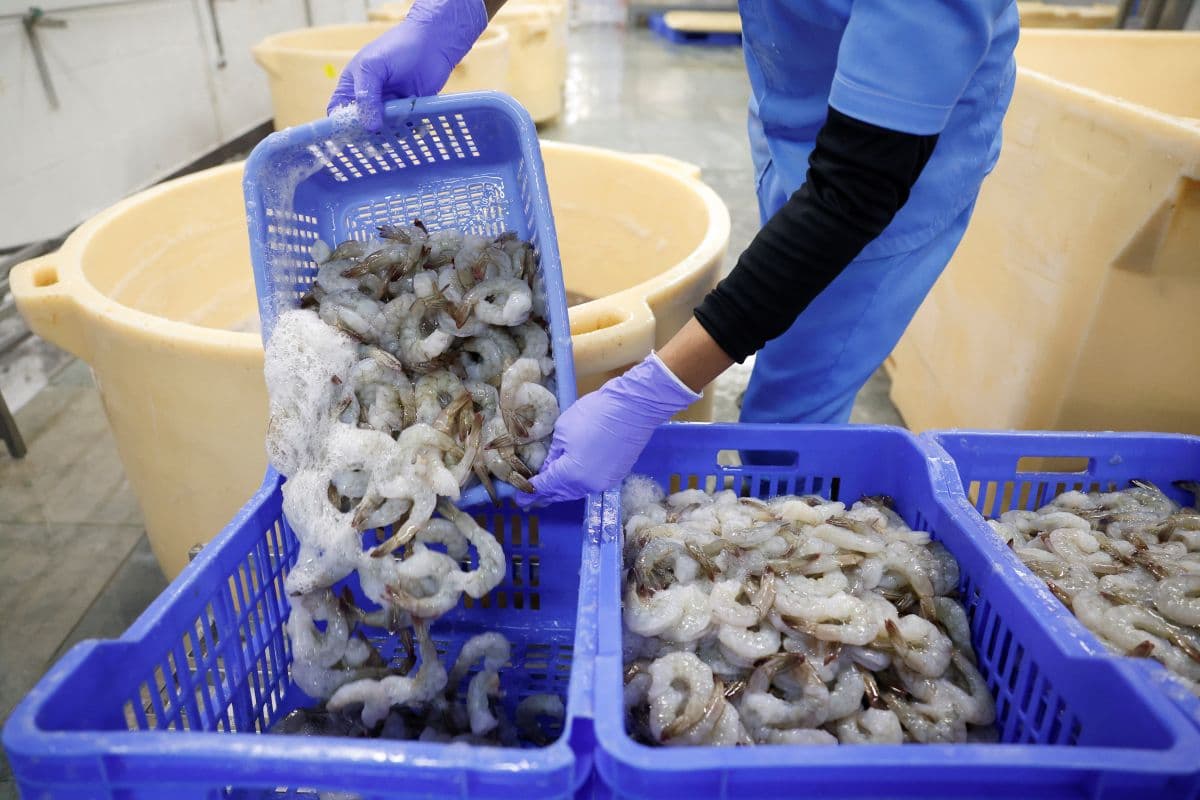 A worker pours shrimps into baskets for quality check inside a processing unit at a shrimp factory situated on the outskirts of Vishakhapatnam, India, April 10, 2025.